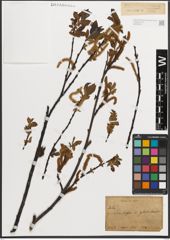 Foto von Salix L.